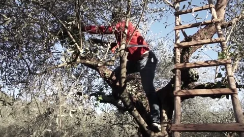 Black migrant working on an olive tree with staircase 스톡 동영상 158328320