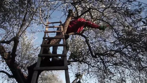 Black migrant working with the saw on a high olive tree with staircase Stock-Footage 158328381