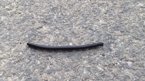 Black millipede on asphalt Stock Footage 37845210