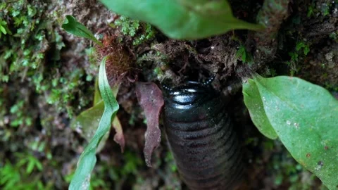 Black millipede crawling across moss covered rock in tropical forest Vídeo Stock 343497853