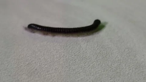 Black Millipede Crawling on Light Textured Surface Stock Footage 327251746