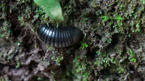 Black Millipede Curled Against a Moss Covered Surface 스톡 동영상 343603528