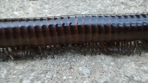 Black millipede Stock Footage 166542392