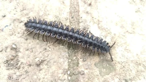A black millipede Stock Footage 337527221