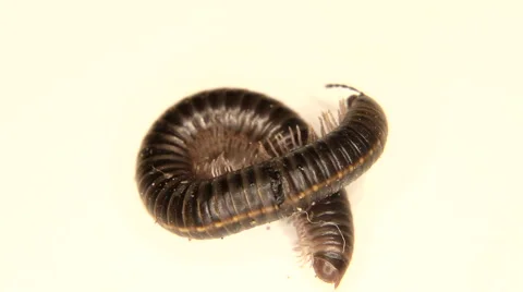 Black millipede moving on white Stock Footage 59951992