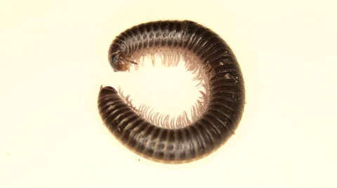 Black millipede moving on white Stock Footage 59952258
