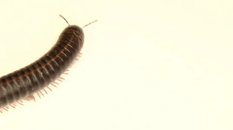 Black millipede moving on white Stock Footage 59962300