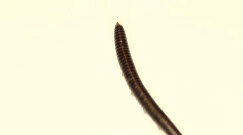 Black millipede moving on white Stock Footage 59962711