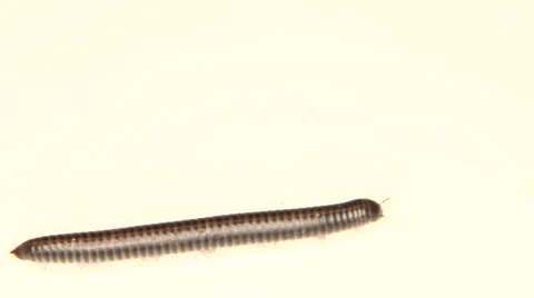 Black millipede moving on white Stock Footage 59963172