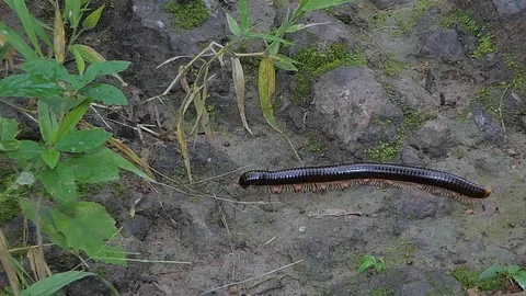 Black millipede walking on ground. Video stock 115645190