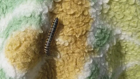 Black millipedes walking slowly on the green bed sheets Stock Footage