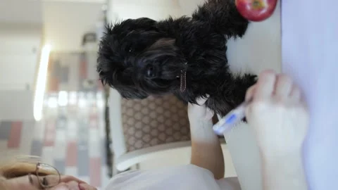 Black Miniature Schnauzer at the table Stock Footage 244530696