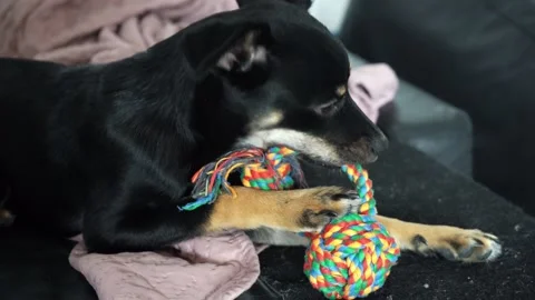 Black mixed breed dog chewing rope toy Video stock 319482876