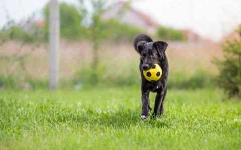 Black mixed breed dog playing with soccer ball Stock Photos