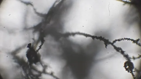Black mold on bread observed under a microscope, revealing detailed spore s.. Stock Footage 293462230