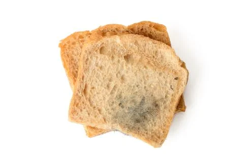 Black mold on a bread Stock Photos