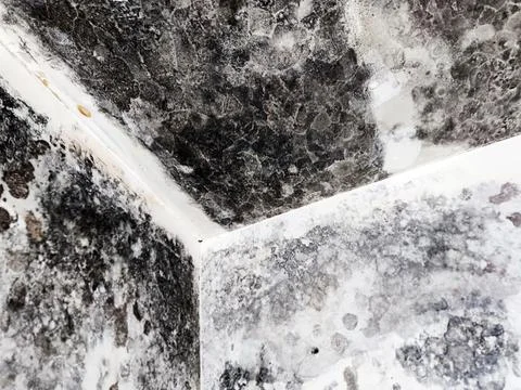 Black mold on ceiling and plasterboard walls Stock Photos