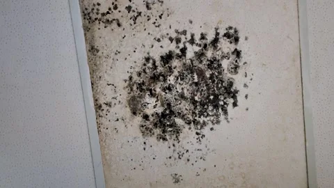 Black Mold on Ceiling Caused by Water Damage and Moisture Stock Footage 338371691