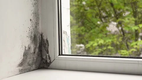 Black mold contamination around window frame reveals persistent humidity problem Stock Footage 338330798