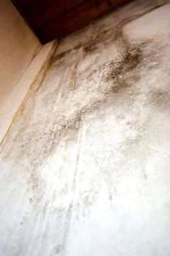 Black mold in the corner, old ceiling of building, water damage causing mold Stock Photos