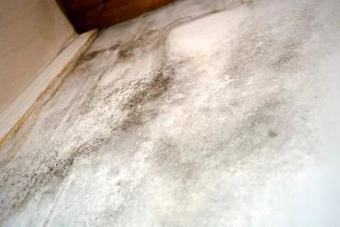 Black mold in the corner, old ceiling of building, water damage causing mold Stock Photos