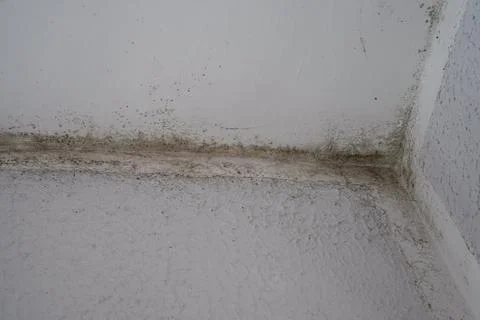 Black Mold in Corner Under Ceiling, Indoor Wall Fungus Stock Photos