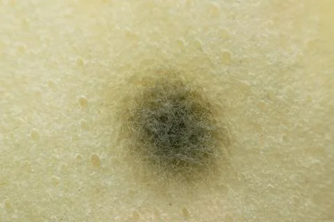 Black Mold Growing on Bread Macro Closeup Stock Photos