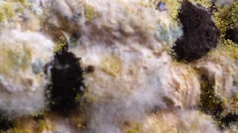 Black mold growing on mixture bread Stock Footage 159753613