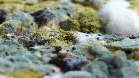 Black mold growing on mixture bread Видео 159753738
