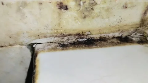 Black mold grows on the bathroom floor 스톡 동영상 311494010