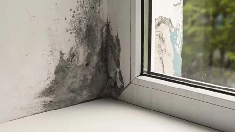 Black mold grows on white wall near plastic window in damp room. Stock Footage 347458602