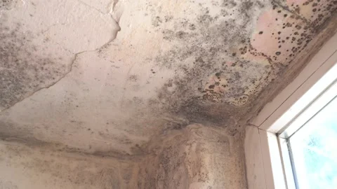 Black mold, mildew, fungus on ceiling inside the house Video stock 137445009