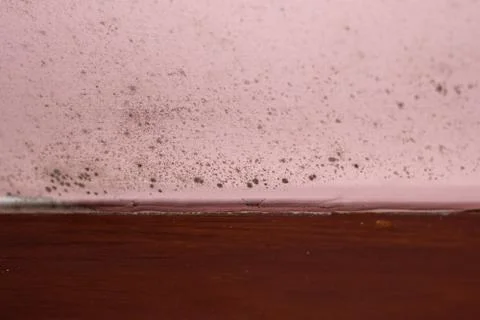 Black mold on a pink damp wall next to a wooden skirting board Stock Photos