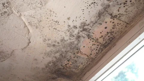 Black mold (Stachybotrys chartarum), common in water-damaged building Stock Footage 104208260