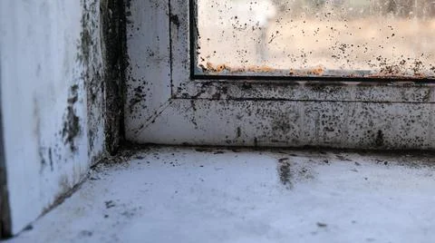 Black Mold on Window Sill and Frame Corner Stock Photos