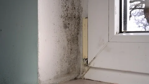 Black mold on window sill Stock Footage 100471519