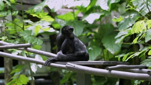 A black monkey among green moldings in the jungle Stock Footage 220606331