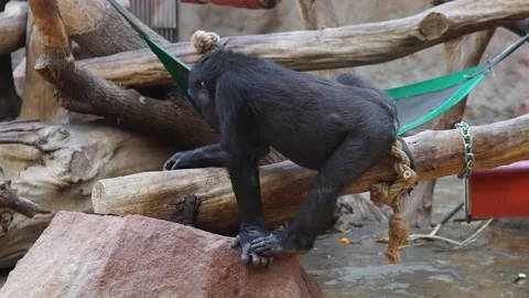 Black monkey climbs vines and trees and eats from the floor in zoo Stock Footage 239652659