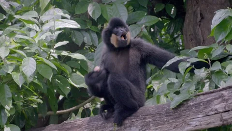 Black monkey with distinctive facial patch sits on log Stock Footage 331445101