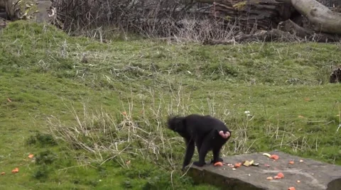 Black Monkey 스톡 동영상 48833586