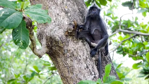 A black monkey Video stock 316359253