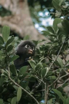 Black monkey on green tree during daytime, selective focus, selective focus o Stock Photos