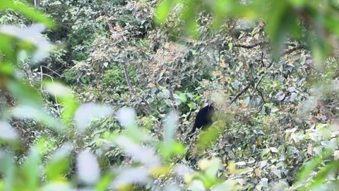 Black Monkey Hanging on Tree Branch in the Forest Stock Footage 318716492
