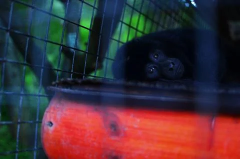 Black monkey lying sadly in a cage, reflecting feelings of isolation and Foto stock