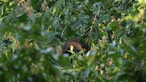 Black monkey. Mantled Howler Monkey Alouatta palliata in the nature habitat. Bla Stock Footage 296652177