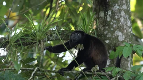 Black monkey. Mantled Howler Monkey Alouatta palliata in the nature habitat. Bla Stock Footage 296652178