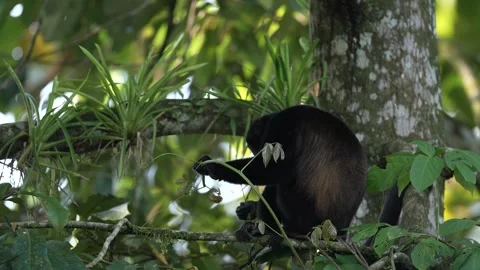 Black monkey. Mantled Howler Monkey Alouatta palliata in the nature habitat. Bla Stock Footage 296652179