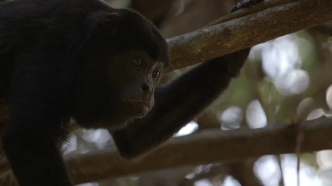 Black monkey observing while balancing on a tree branch Stock Footage 79789984
