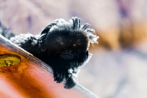 Black monkey Foto stock