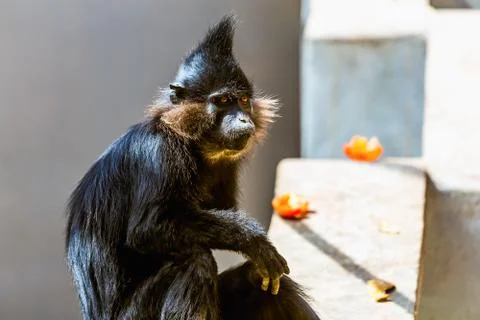 Black monkey Stock Photos